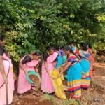 वृक्ष लागवड